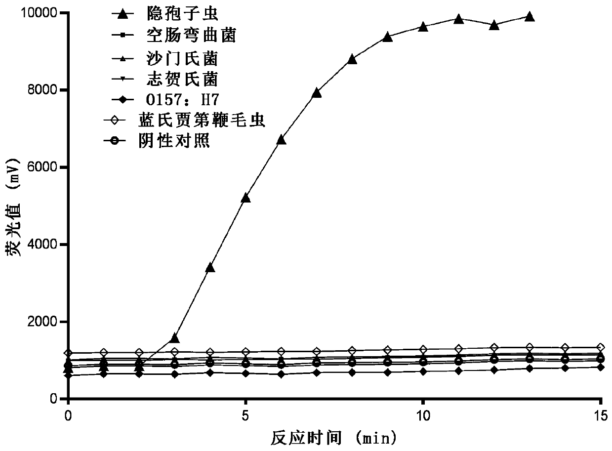 Primer, probe and detection method for detecting cryptosporidium by RAA fluorescence method