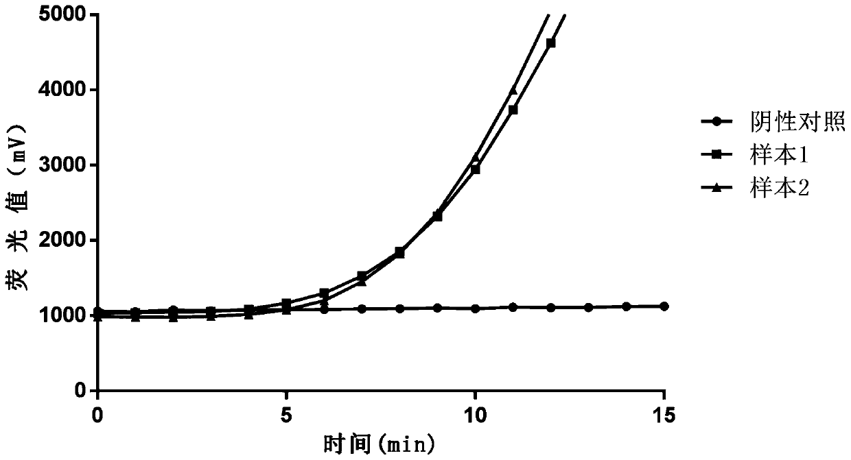 Primer, probe and detection method for detecting cryptosporidium by RAA fluorescence method