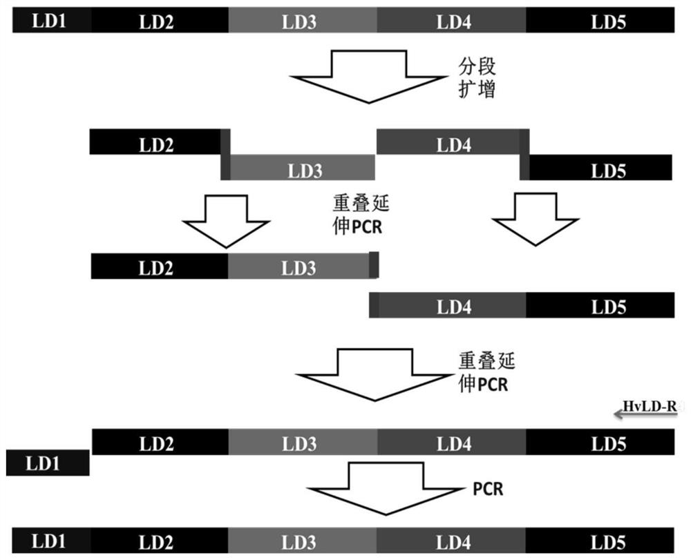 Primer, kit and cloning method for limit dextrinase gene cloning