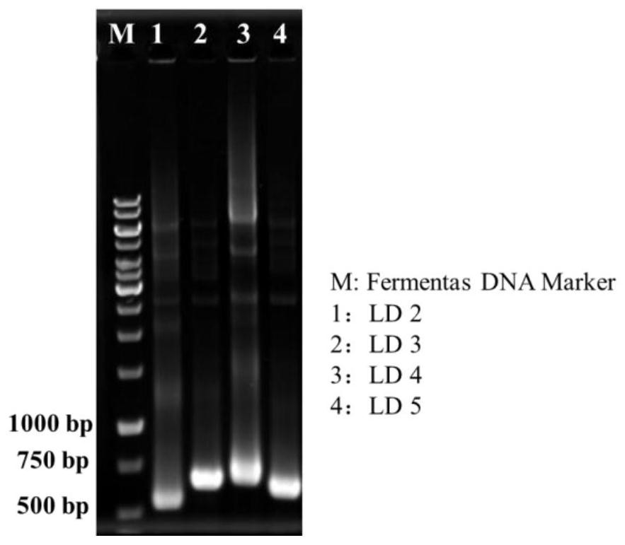 Primer, kit and cloning method for limit dextrinase gene cloning