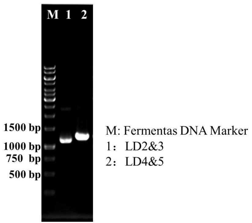 Primer, kit and cloning method for limit dextrinase gene cloning