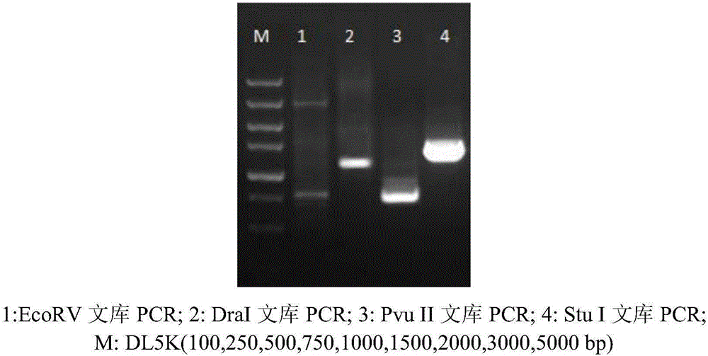 SNP (single nucleotide polymorphism) marker for evaluating growth performance of ctenopharyngodonidella, primer and evaluation method