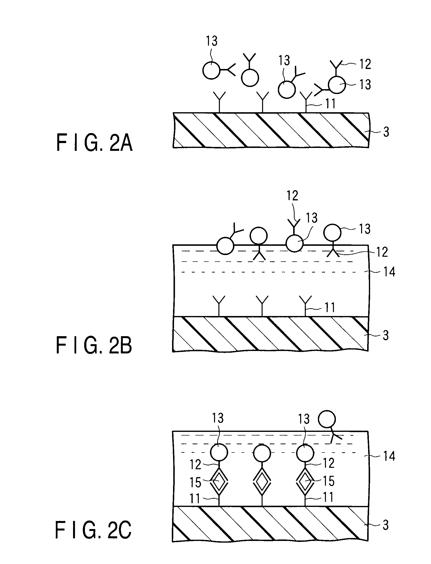 Optical-waveguide sensor chip, method of manufacturing the same, method of measuring substance, substance-measuring kit and optical-waveguide sensor