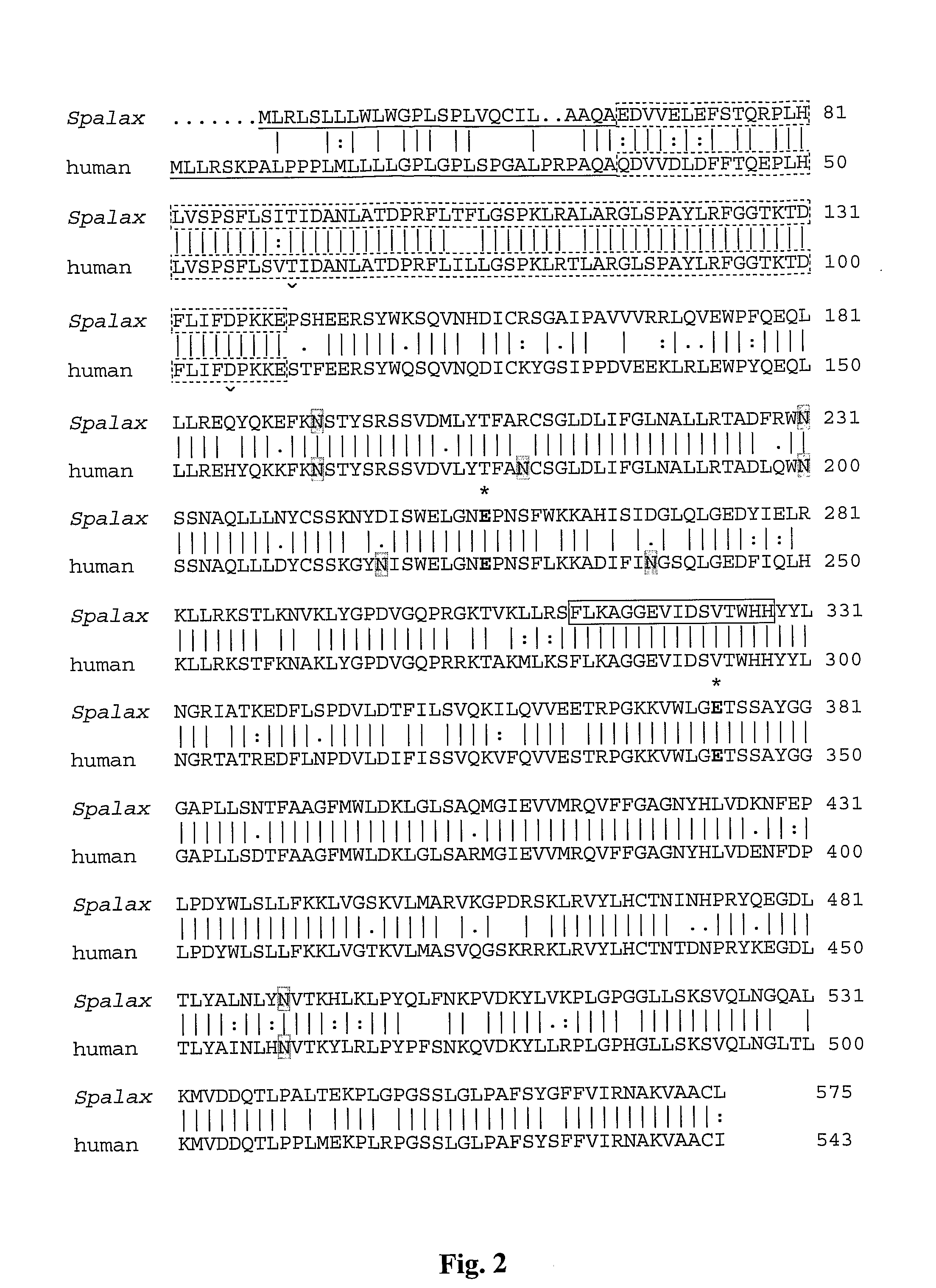 Heparanases and Splice Variants Thereof, Ponucleotides Encoding Them and Uses Thereof