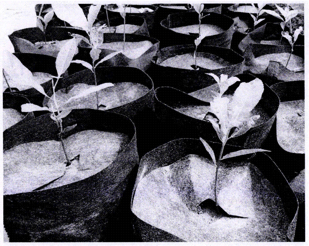 Method for preventing and controlling weeds of container nursery