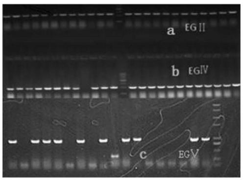 Method for constructing heterologous expression endoglucanases EG II, EG IV and EG V in pichia pastoris
