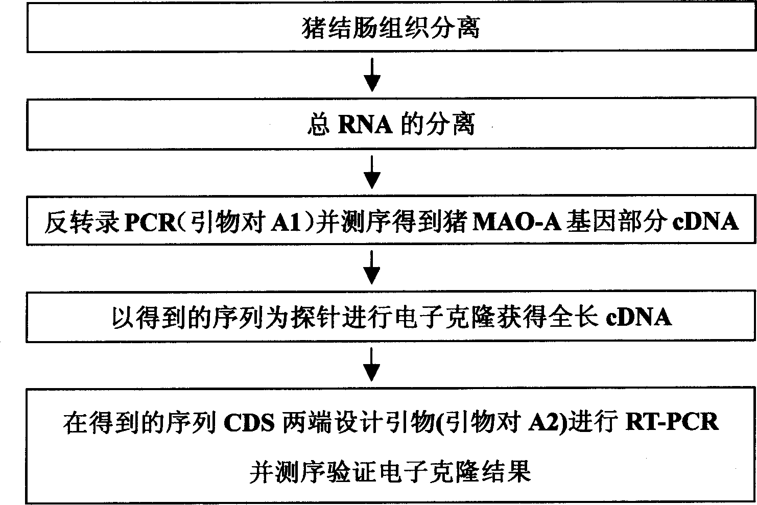 Pig monoamine oxidase A protein coding sequence