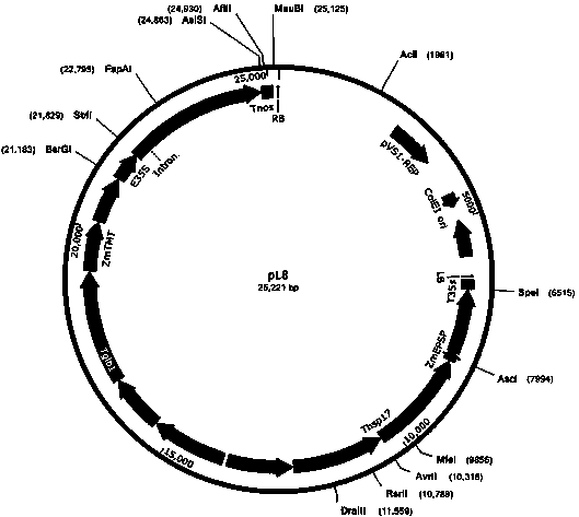 Exogenous inserting fragment flanking sequence of transgenic corn BBHTL8-1 and application of exogenous inserting fragment flanking sequence of transgenic corn BBHTL8-1