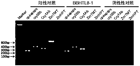 Exogenous inserting fragment flanking sequence of transgenic corn BBHTL8-1 and application of exogenous inserting fragment flanking sequence of transgenic corn BBHTL8-1