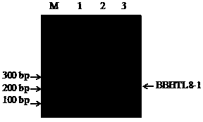 Exogenous inserting fragment flanking sequence of transgenic corn BBHTL8-1 and application of exogenous inserting fragment flanking sequence of transgenic corn BBHTL8-1