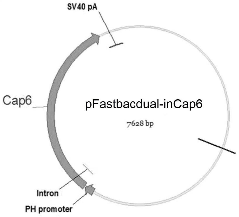 Adeno-associated virus virions with mutated capsids and applications thereof