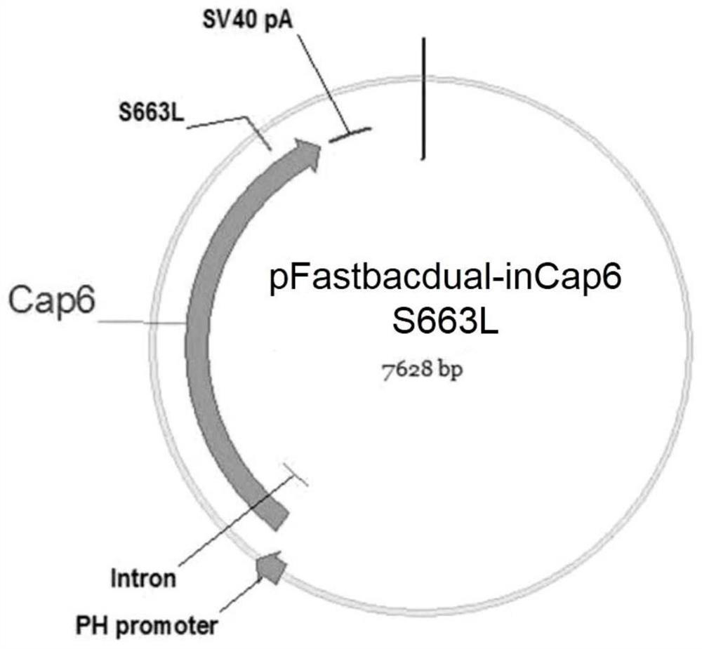Adeno-associated virus virions with mutated capsids and applications thereof