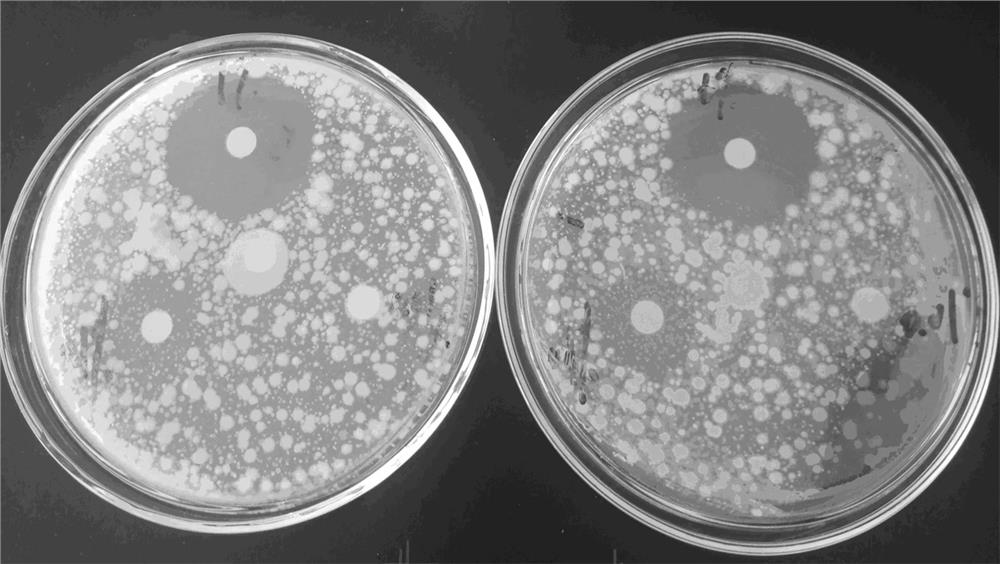 Synthesis and preparation method of special sanitizer for underwear