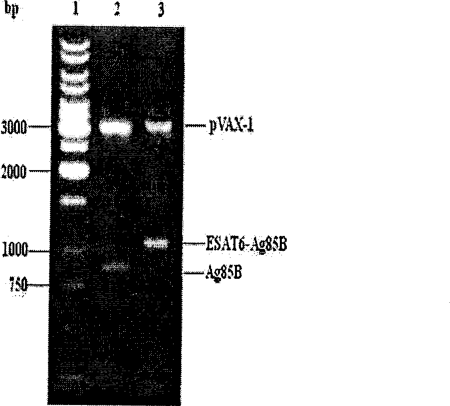 Attenuation bacteria carrier tuberculosis vaccine carrying tuberculosis, preparation method and application thereof