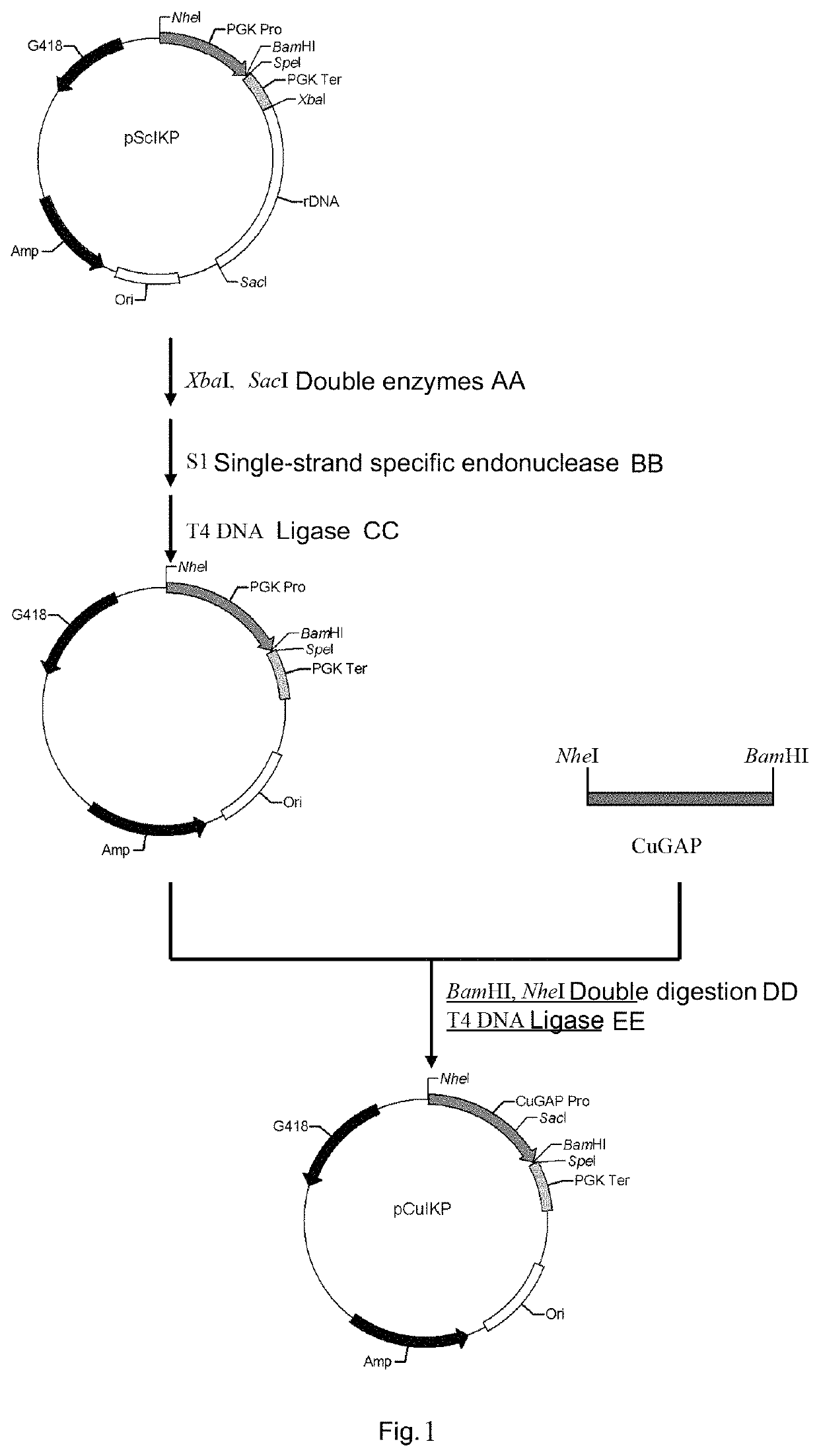 Genetically engineered <i>Candida utilis </i>capable of degrading and utilizing kitchen waste and construction method therefor