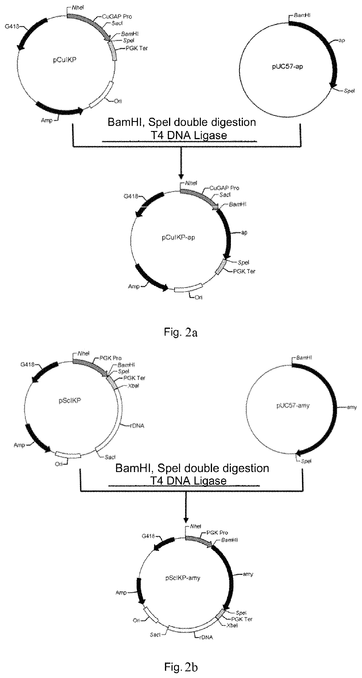 Genetically engineered <i>Candida utilis </i>capable of degrading and utilizing kitchen waste and construction method therefor