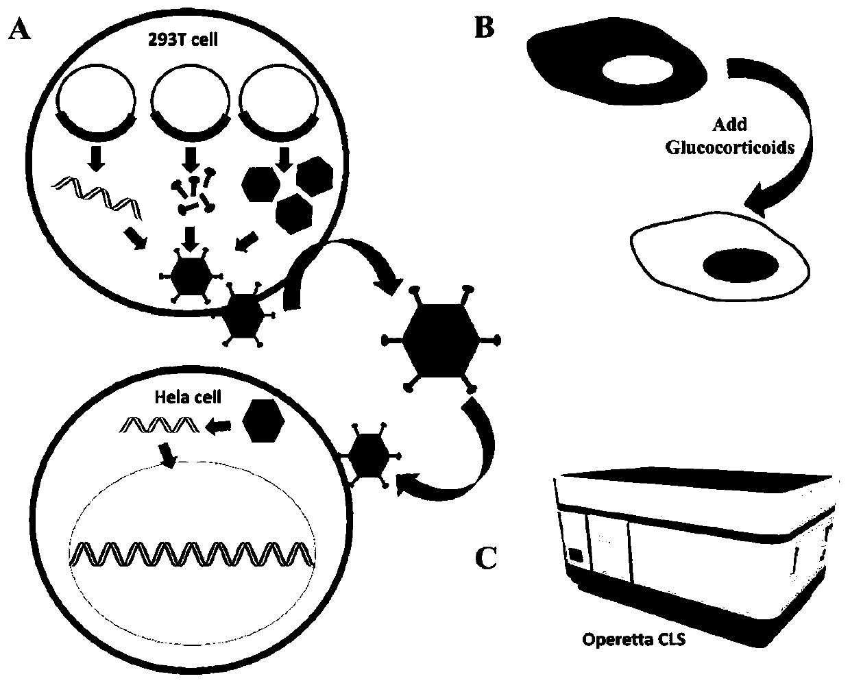 Method for determining glucocorticoid mixture based on transgenic engineering cell strain