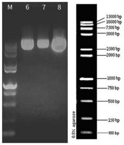 Method for determining glucocorticoid mixture based on transgenic engineering cell strain