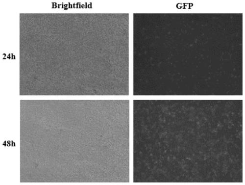 Method for determining glucocorticoid mixture based on transgenic engineering cell strain