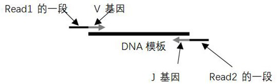 Kit and device for BCR/TCR gene rearrangement detection