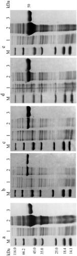 Aldehyde dehydrogenases, gene thereof, construction of recombinant strain and application of recombinant strain in synthesis of furancarboxylic acid