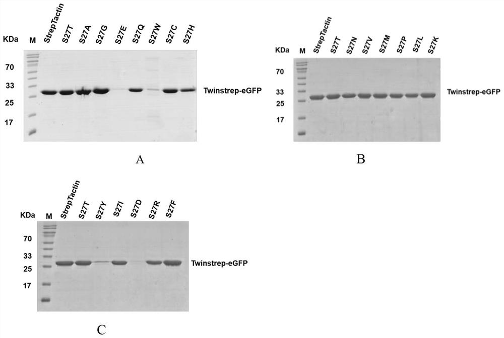 Mutant protein with 27th serine mutation of streptavidin and application of mutant protein