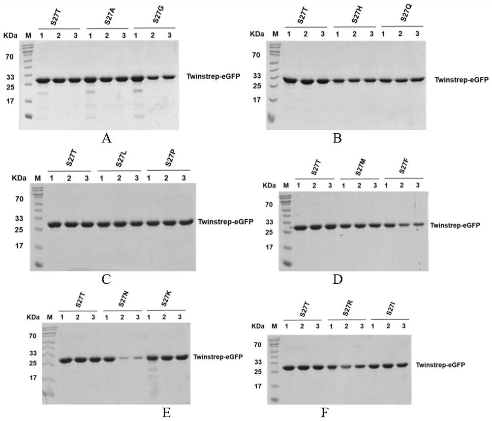 Mutant protein with 27th serine mutation of streptavidin and application of mutant protein