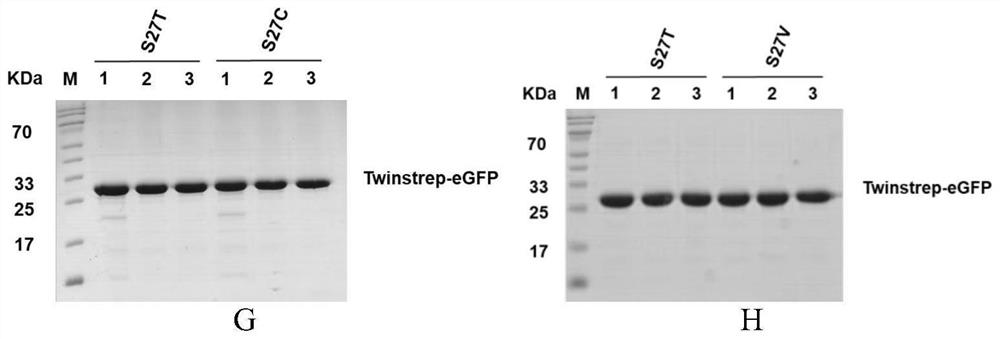 Mutant protein with 27th serine mutation of streptavidin and application of mutant protein