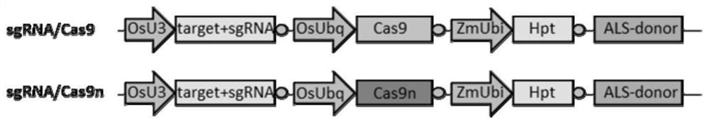 A method for improving gene replacement efficiency in plants