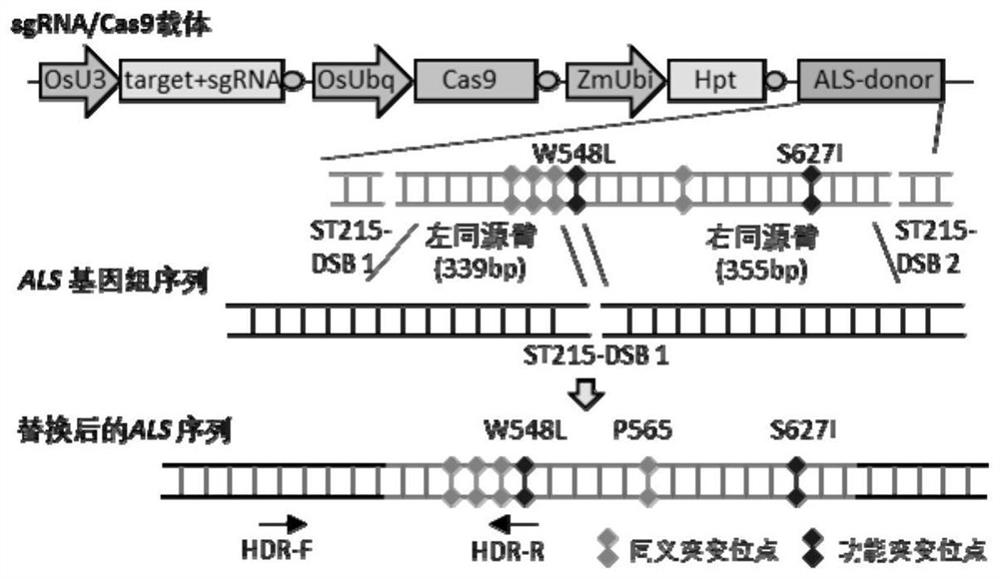 A method for improving gene replacement efficiency in plants