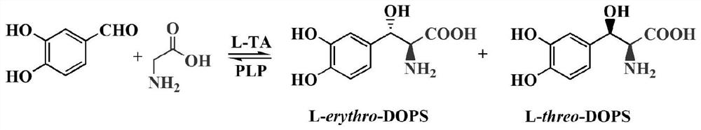 L-threonine aldolase mutant R318V and application thereof