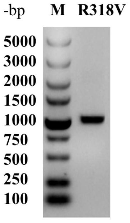 L-threonine aldolase mutant R318V and application thereof