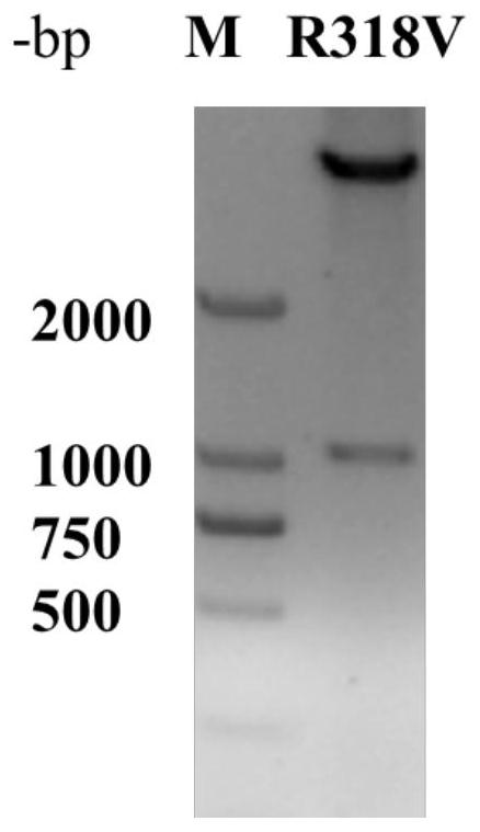 L-threonine aldolase mutant R318V and application thereof
