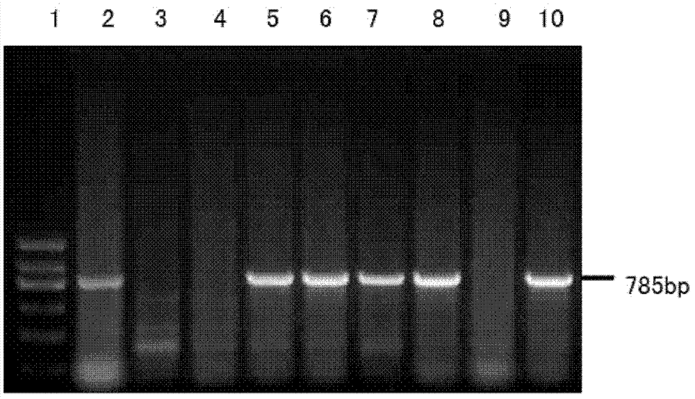 Treatment method for preparing sperm of transgenic mouse