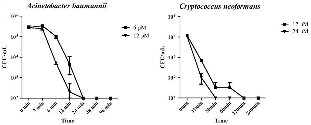 Antibacterial peptide Scybaumancin105-127 and application thereof
