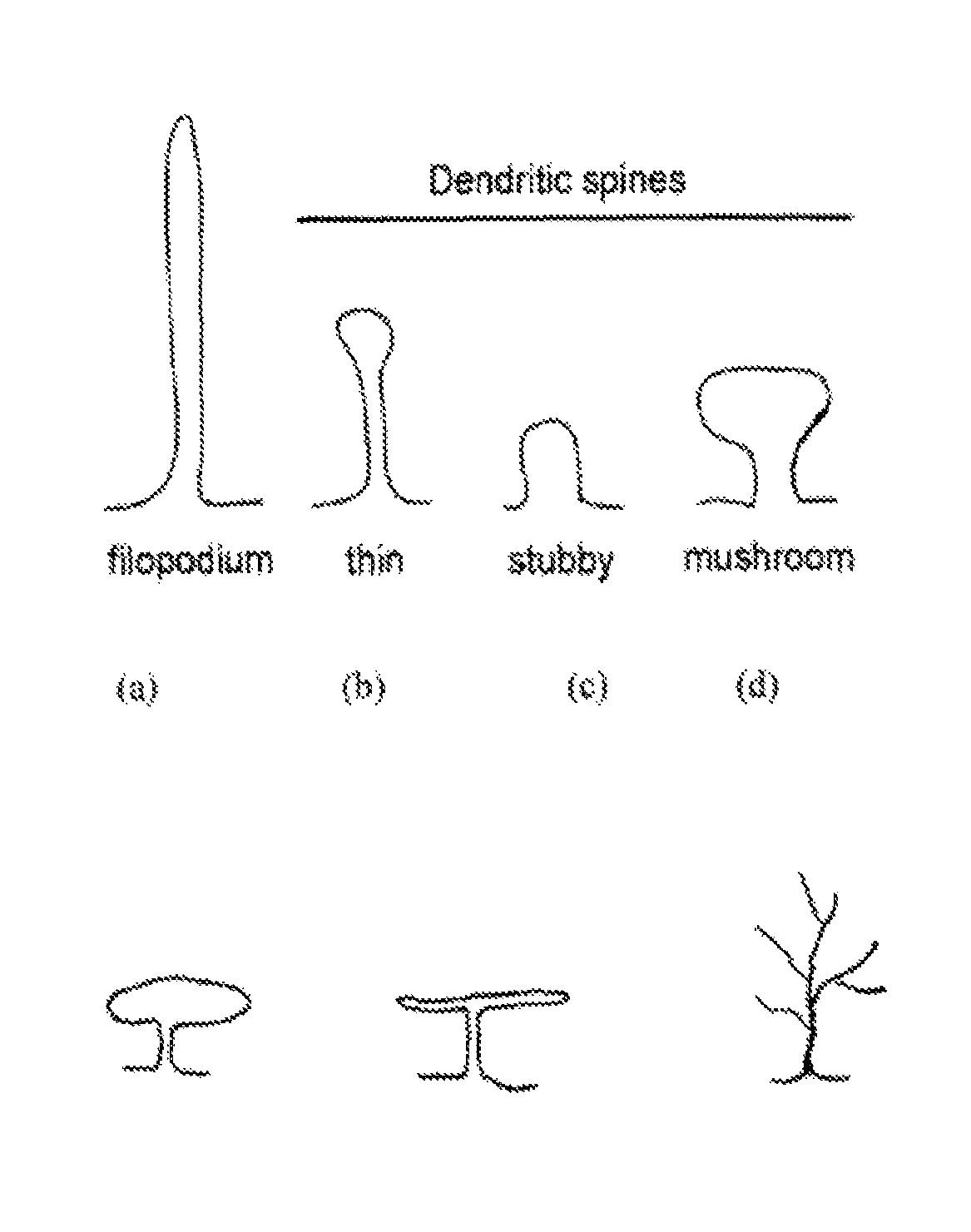 Compounds for treating neuropsychiatric conditions