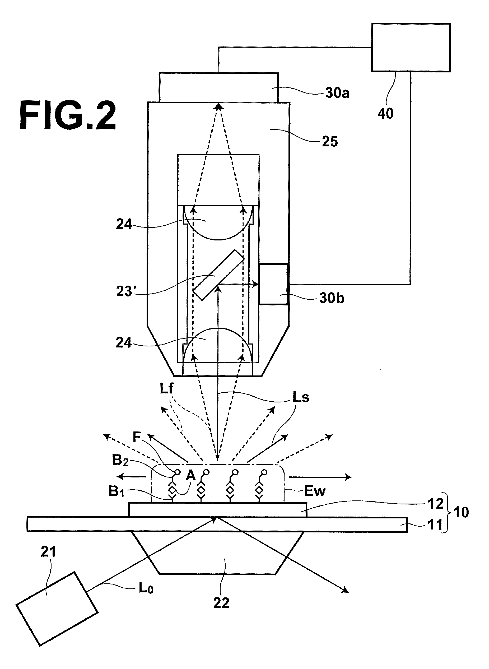 Fluorescence detecting method and fluorescence detecting apparatus