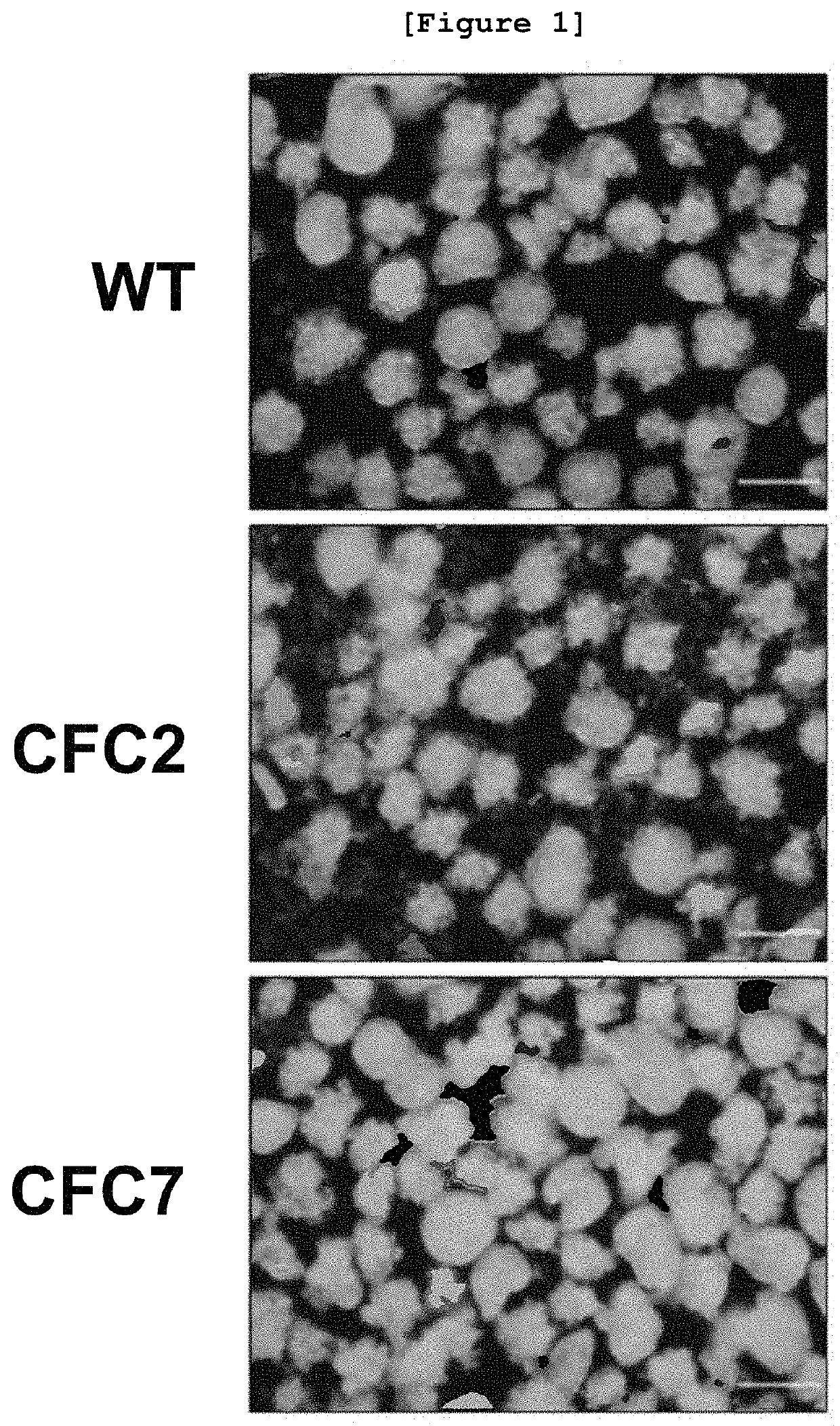 Composition for preventing or treating cardiofaciocutaneous syndrome