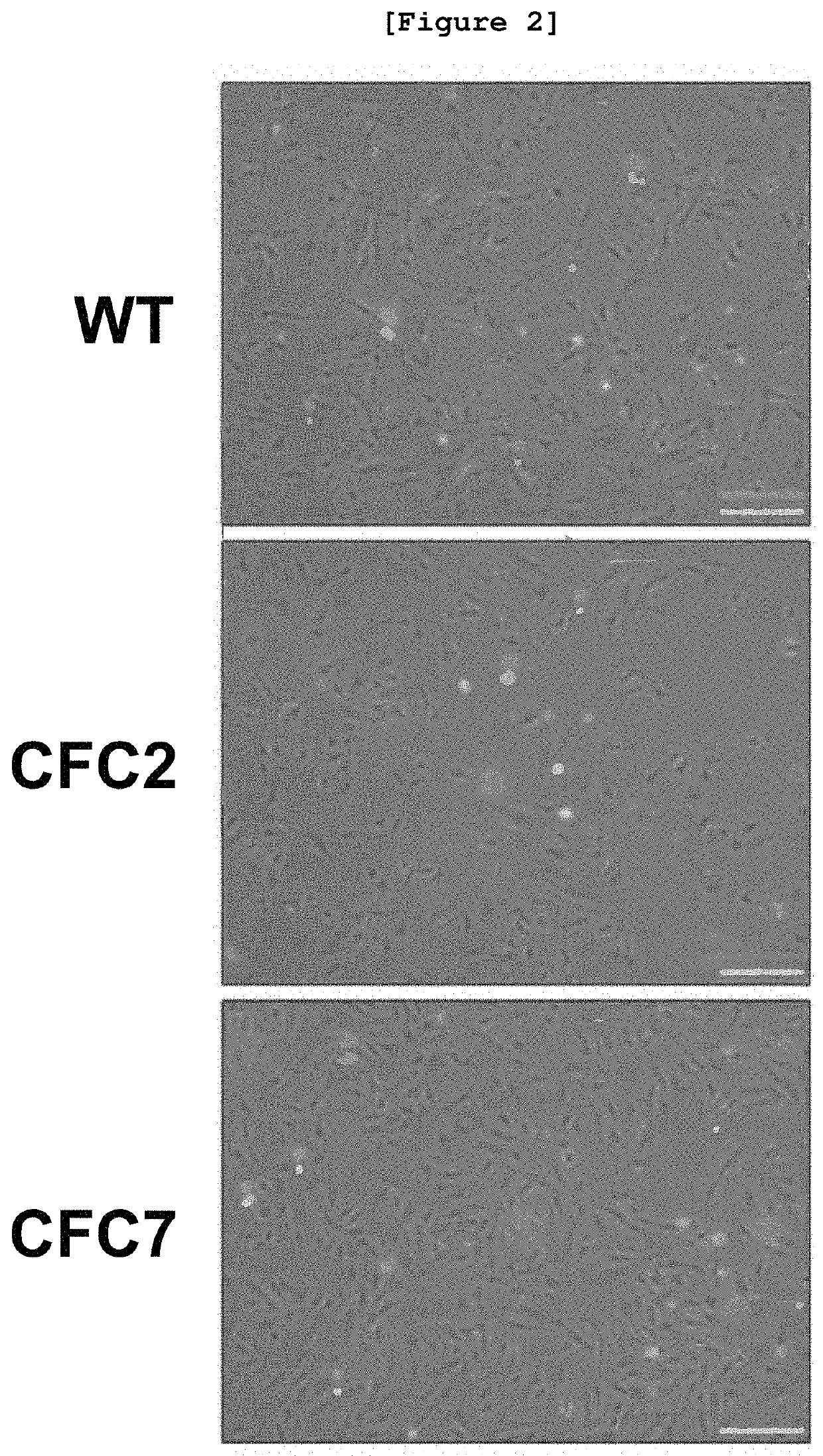 Composition for preventing or treating cardiofaciocutaneous syndrome