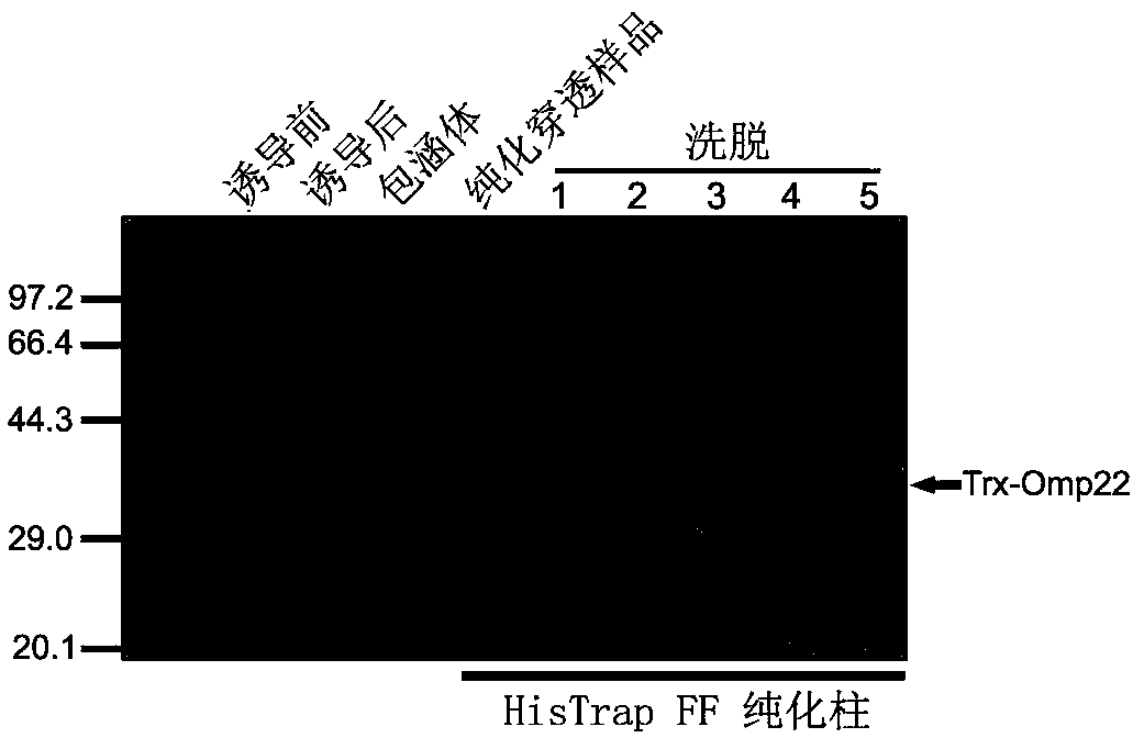 Application of outer membrane protein Omp22 as acinetobacter baumannii vaccine target