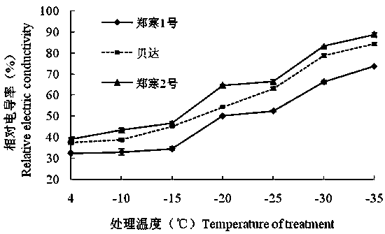 Breeding method of cold-resistant and saline-alkali-resistant grape stock