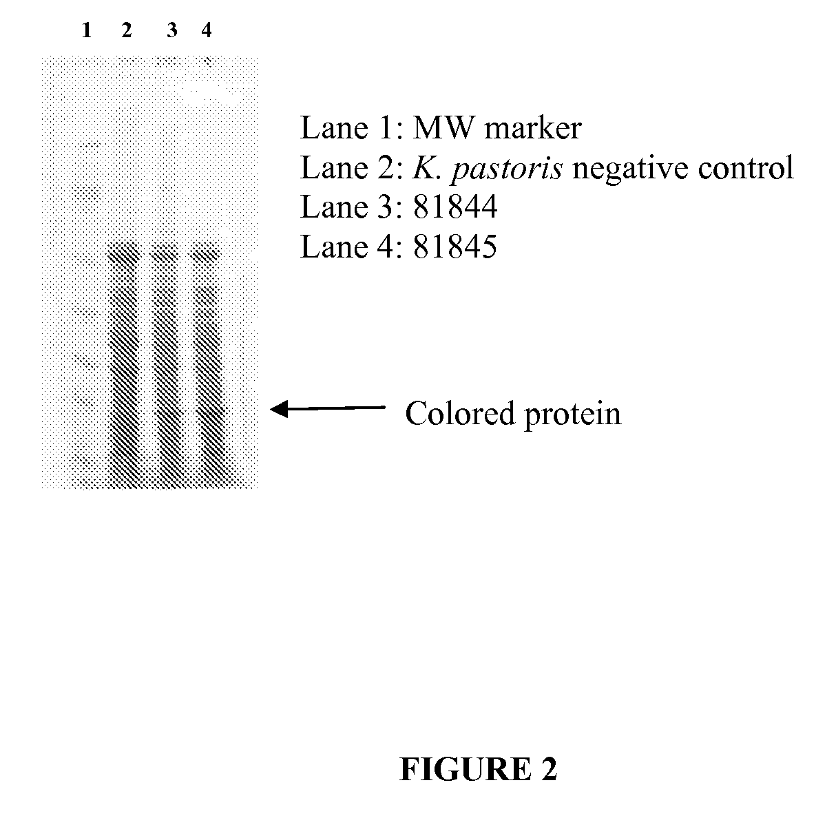 Fluorescent and colored proteins and methods for using them
