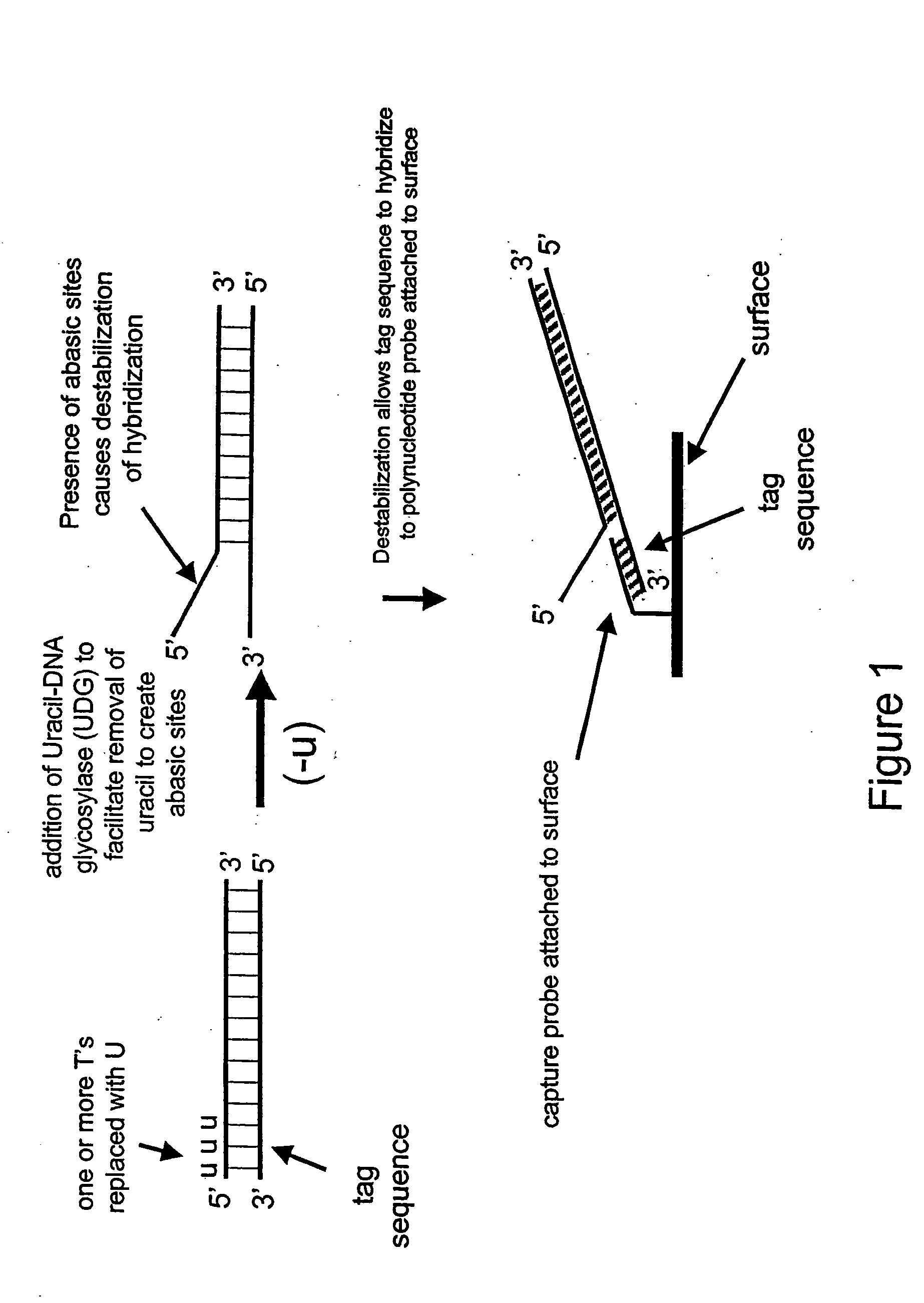 Nucleic acid hybridization methods
