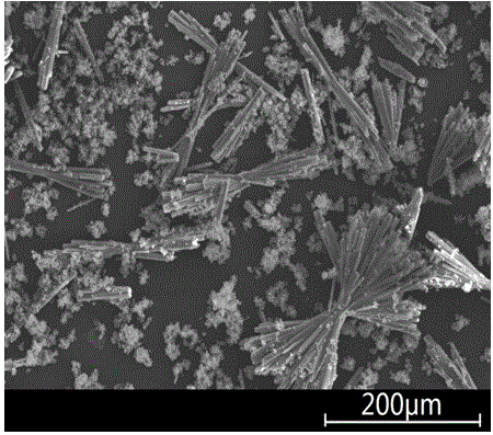 Preparation method of fascicular magnesium carbonate trihydrate crystals