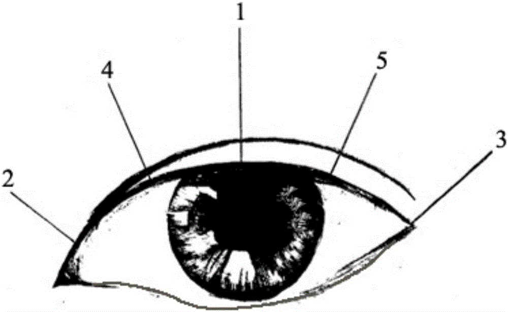 Spiral eyelash grafting method