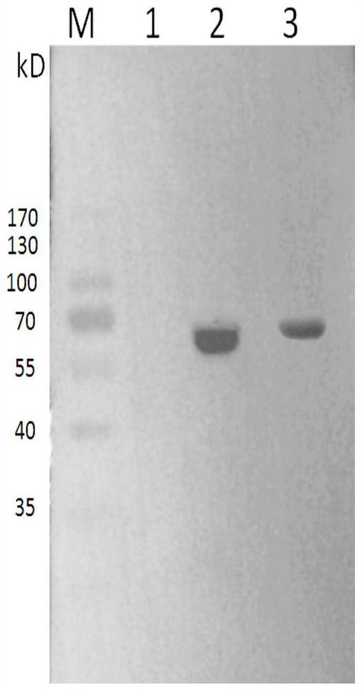 Biological preparation for regulating ovarian function as well as preparation method and application of biological preparation