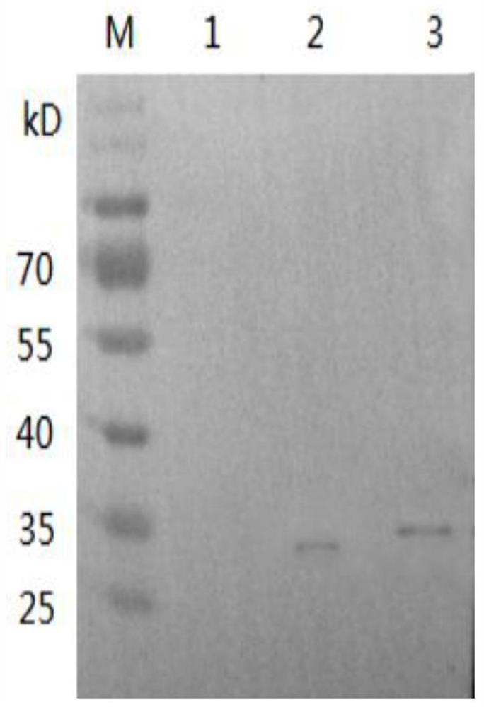 Biological preparation for regulating ovarian function as well as preparation method and application of biological preparation