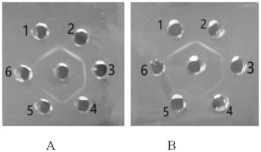 Biological preparation for regulating ovarian function as well as preparation method and application of biological preparation