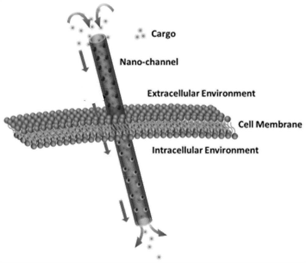 Transmembrane drug delivery method based on bio-enzyme driven micron pump