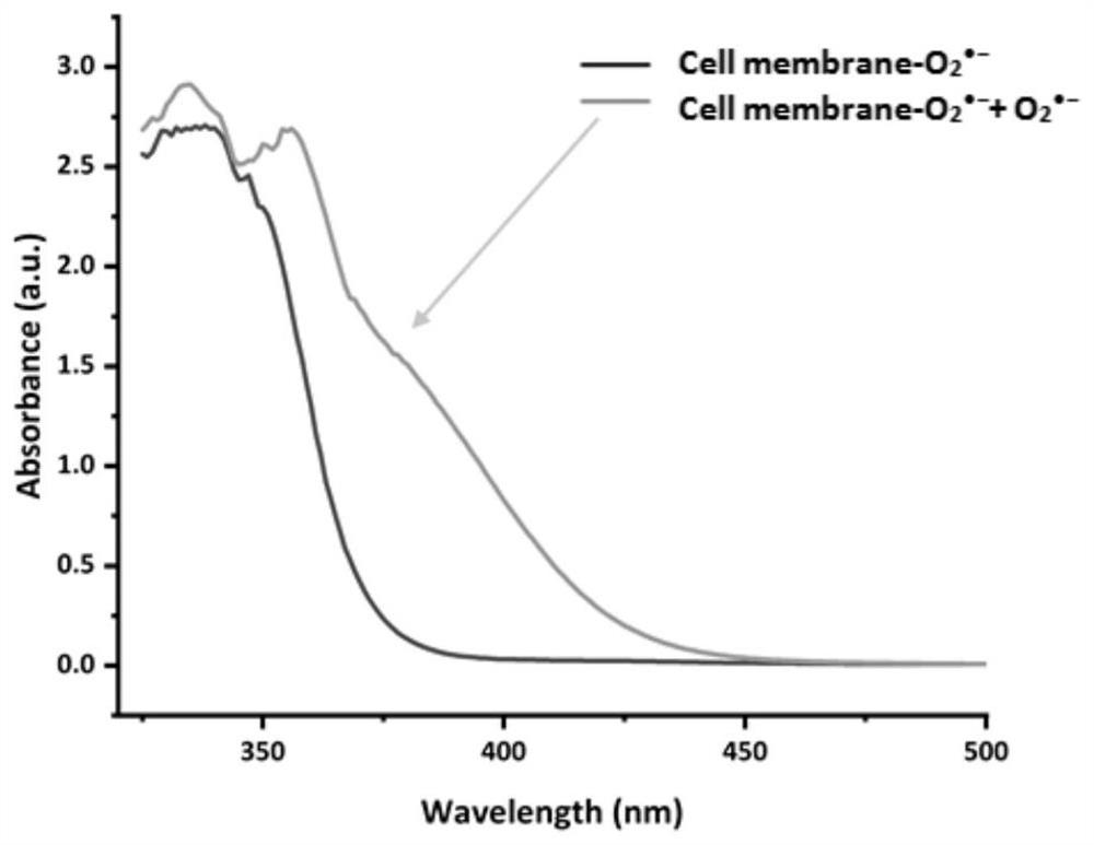 Fluorescent probe compound, preparation method and application of fluorescent probe compound as superoxide anion indicator